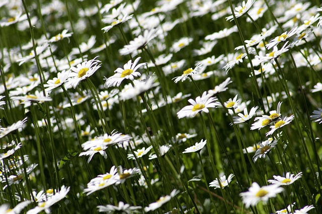 Op een juiste manier een tuin aanleggen