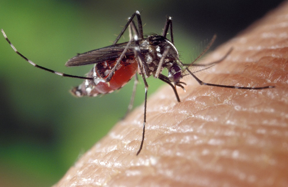 Ziektes die je kunt oplopen door muggen