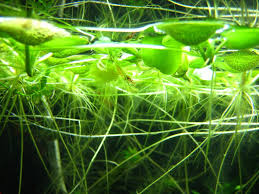 De voordelen van drijfplanten in je aquarium