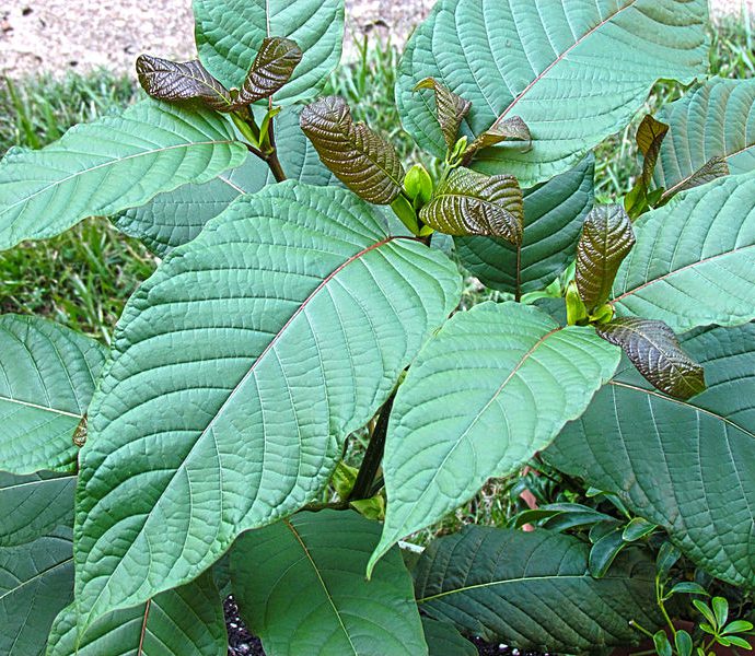 Online Kratom kopen