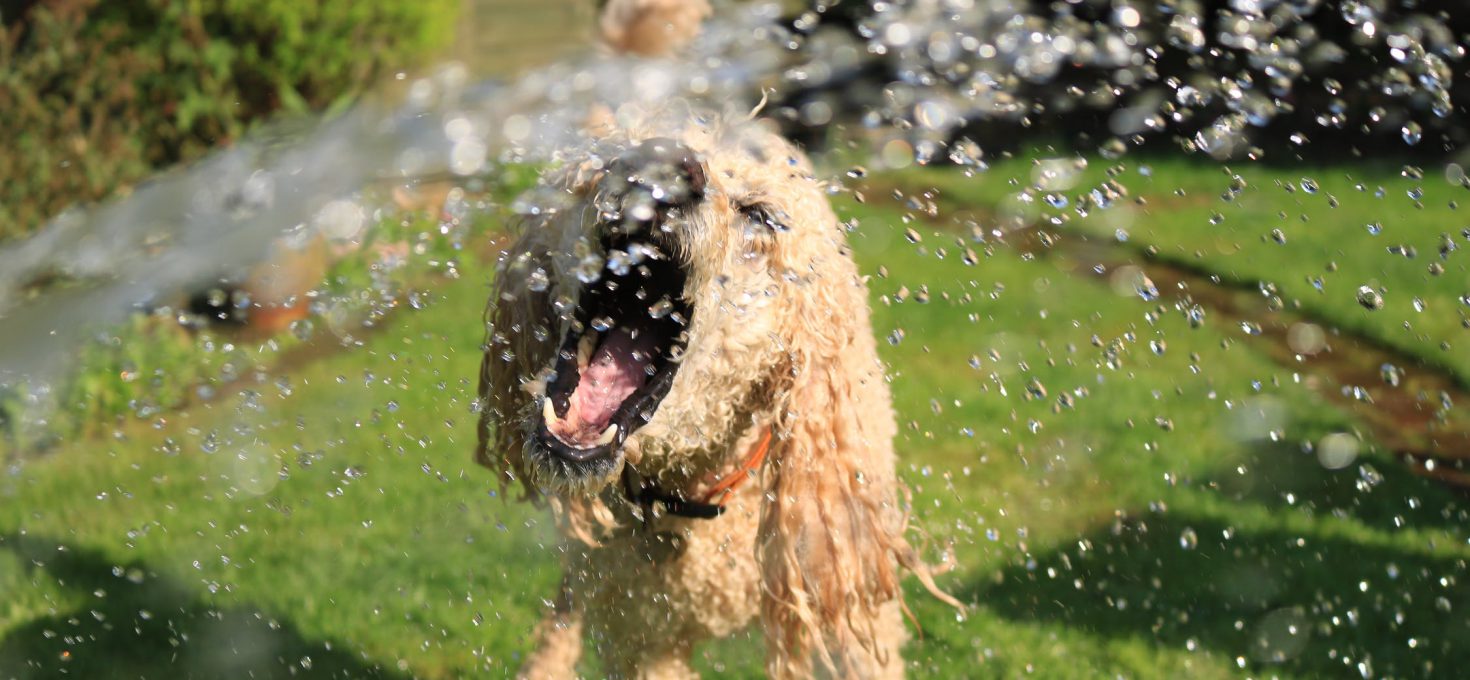 zadel Veroveraar Beperkingen Help mijn hond heeft het warm! - Lifestyle Online