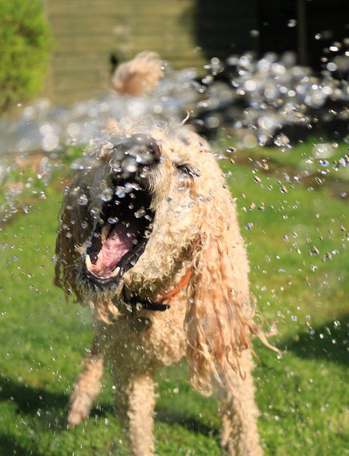 Help mijn hond heeft het warm!