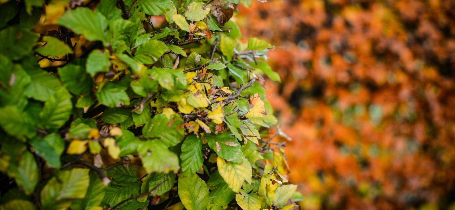 Rode beukenhagen van Beukplanten