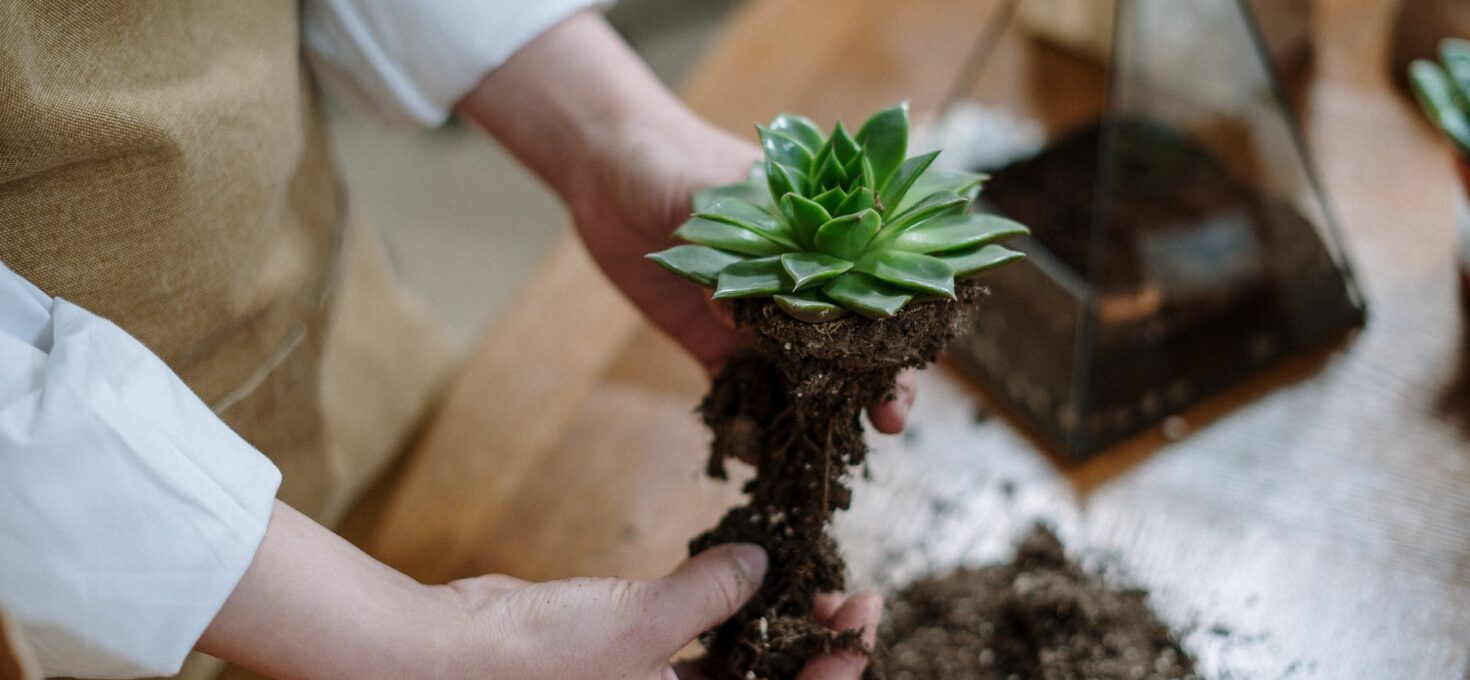 Groen leven in je leven