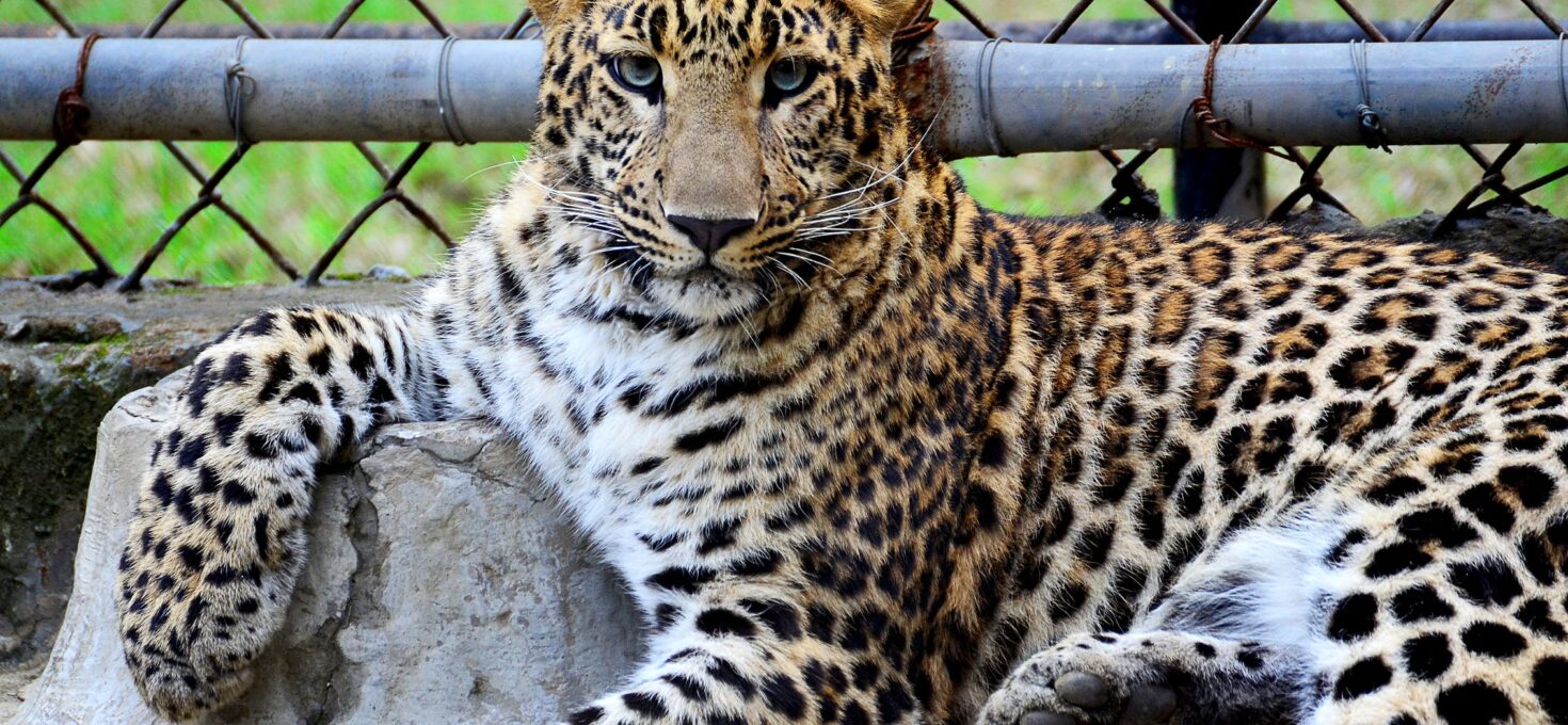 Een gezellige dag in de Burgers Zoo