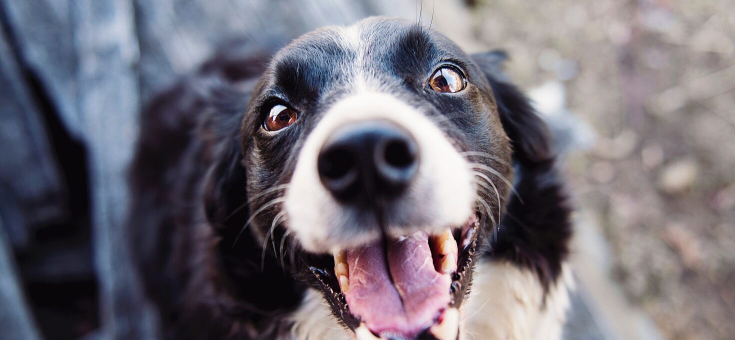 Puppy in aantocht? Hier moet je aan denken