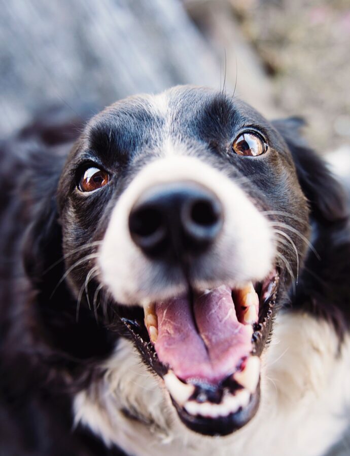 Puppy in aantocht? Hier moet je aan denken