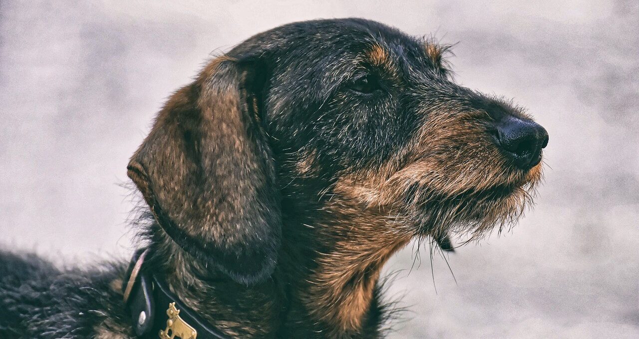 Waarom vachtverzorging bij een hond belangrijk is