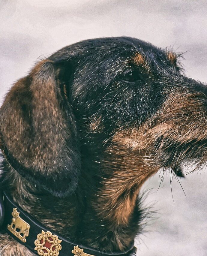 Waarom vachtverzorging bij een hond belangrijk is